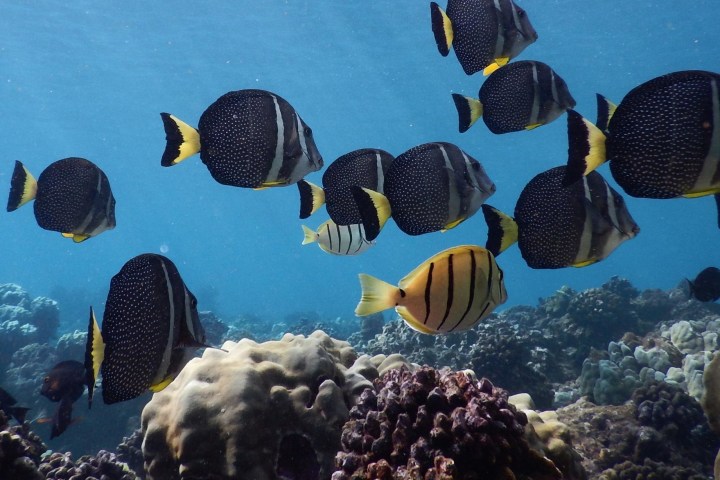 West snorkel fishes