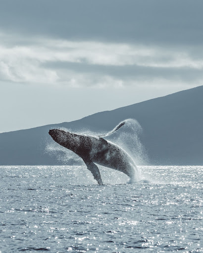 Whale Watching on Maui
