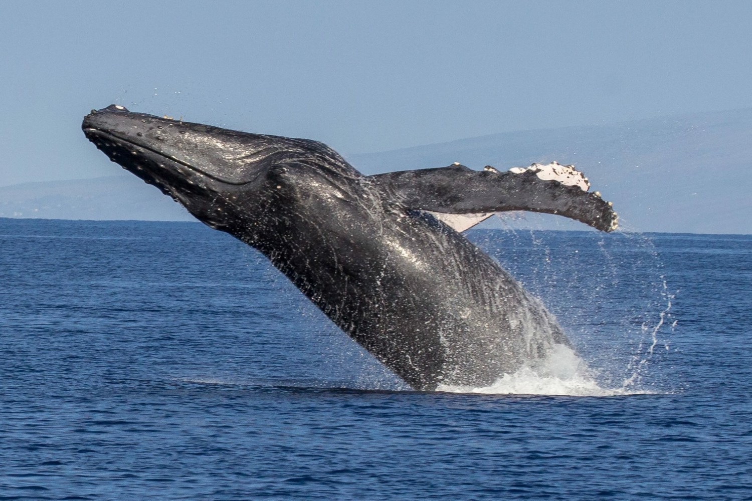 whale watching tour maui