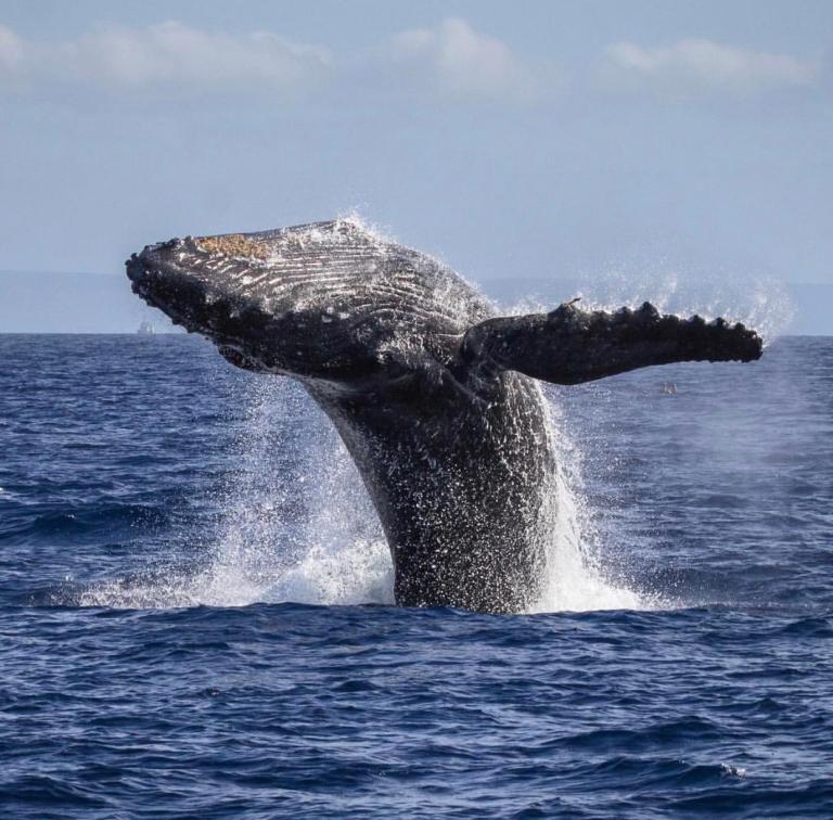 Humpback whale breaching above ocean surface with water splashes.