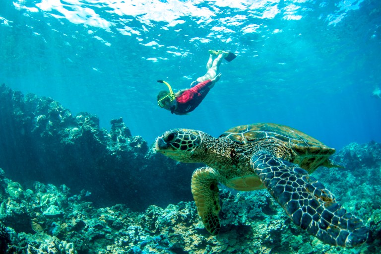 Person snorkeling near a turtle above coral in clear blue water.