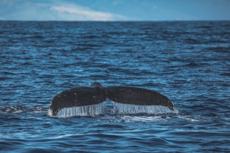 Whale tail above ocean surface with distant land on horizon.