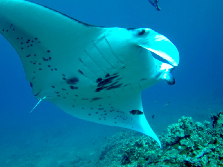 Underwater view of a manta ray swimming above coral.