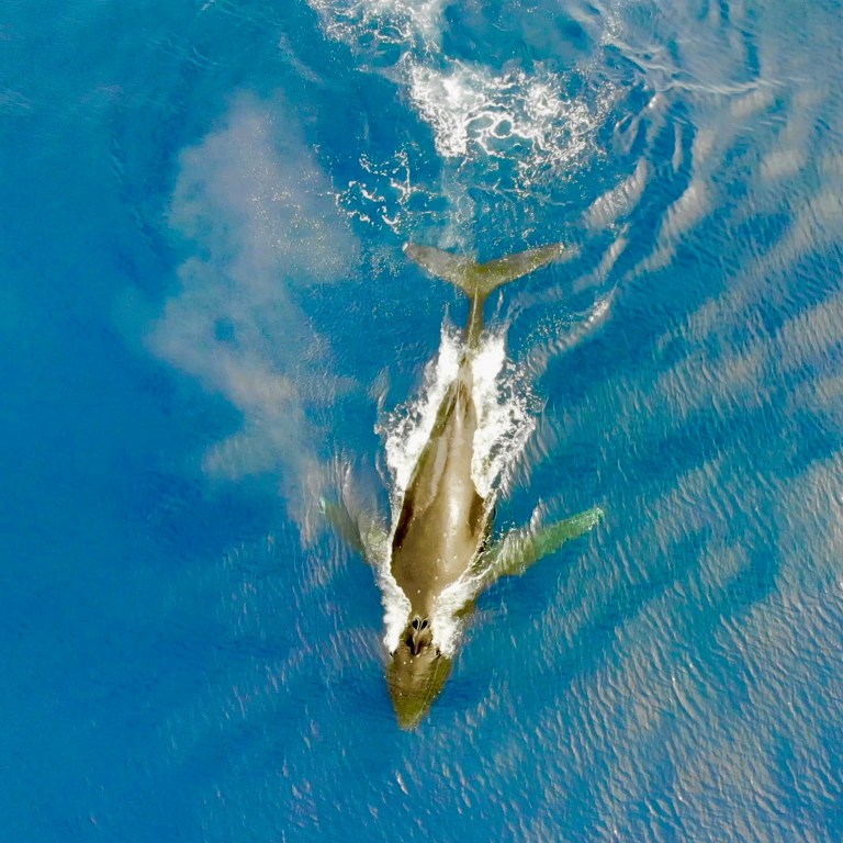 Shark swimming in clear blue water, top view.