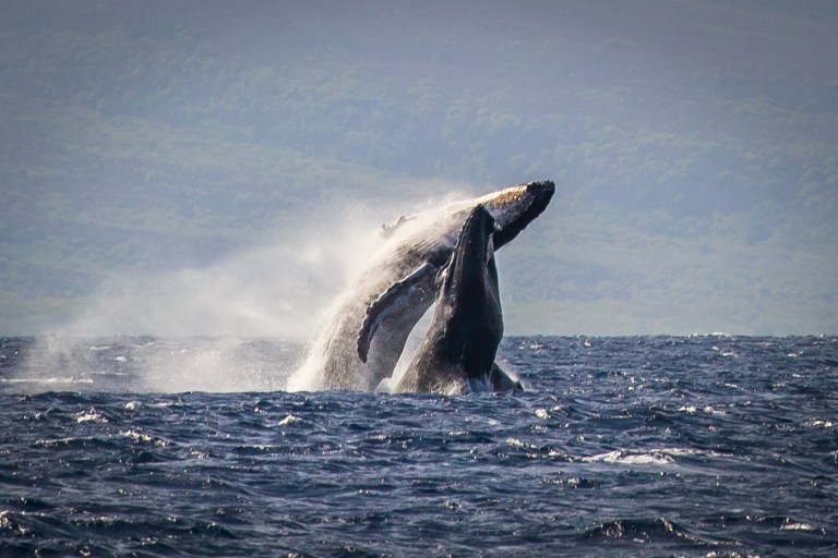 Humpback whale breaching in ocean with misty mountains in background.