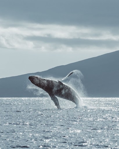 Whale Watching on Maui