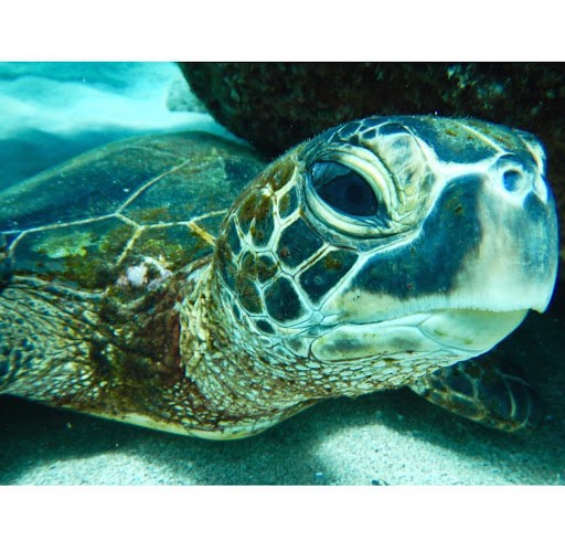 Close-up of a sea turtle underwater with a rocky background.