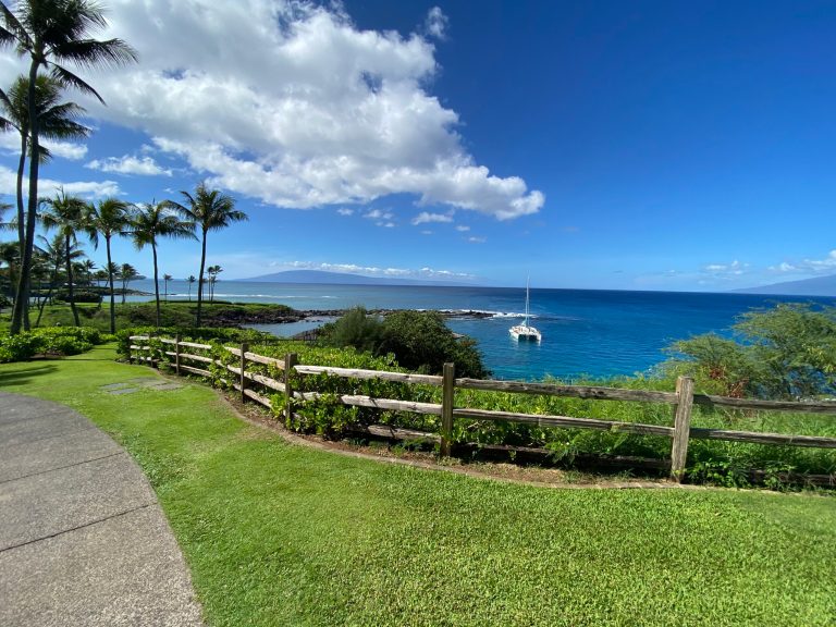 Coastal view with palm trees, a wooden fence, and a sailboat on blue water under a clear sky.