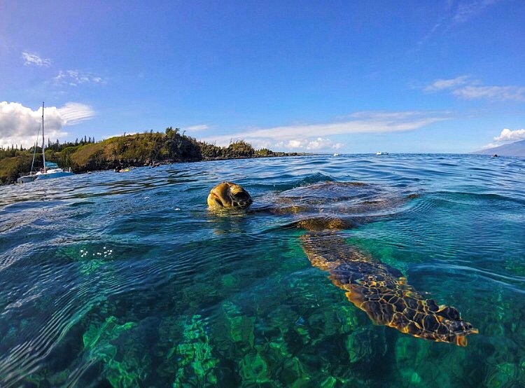 Sea turtle swimming near the ocean surface with clear skies and distant land in the background.