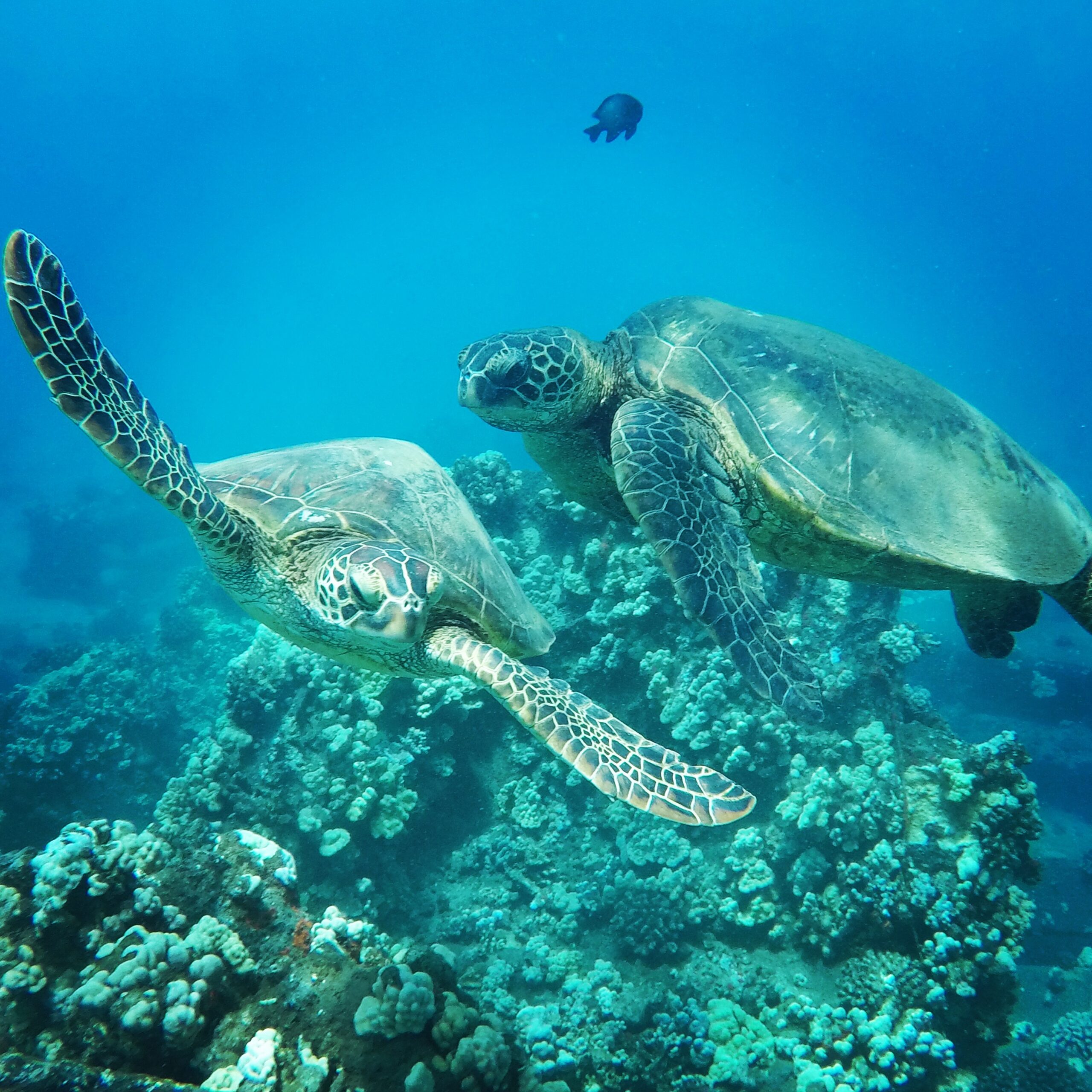 a turtle swimming under water