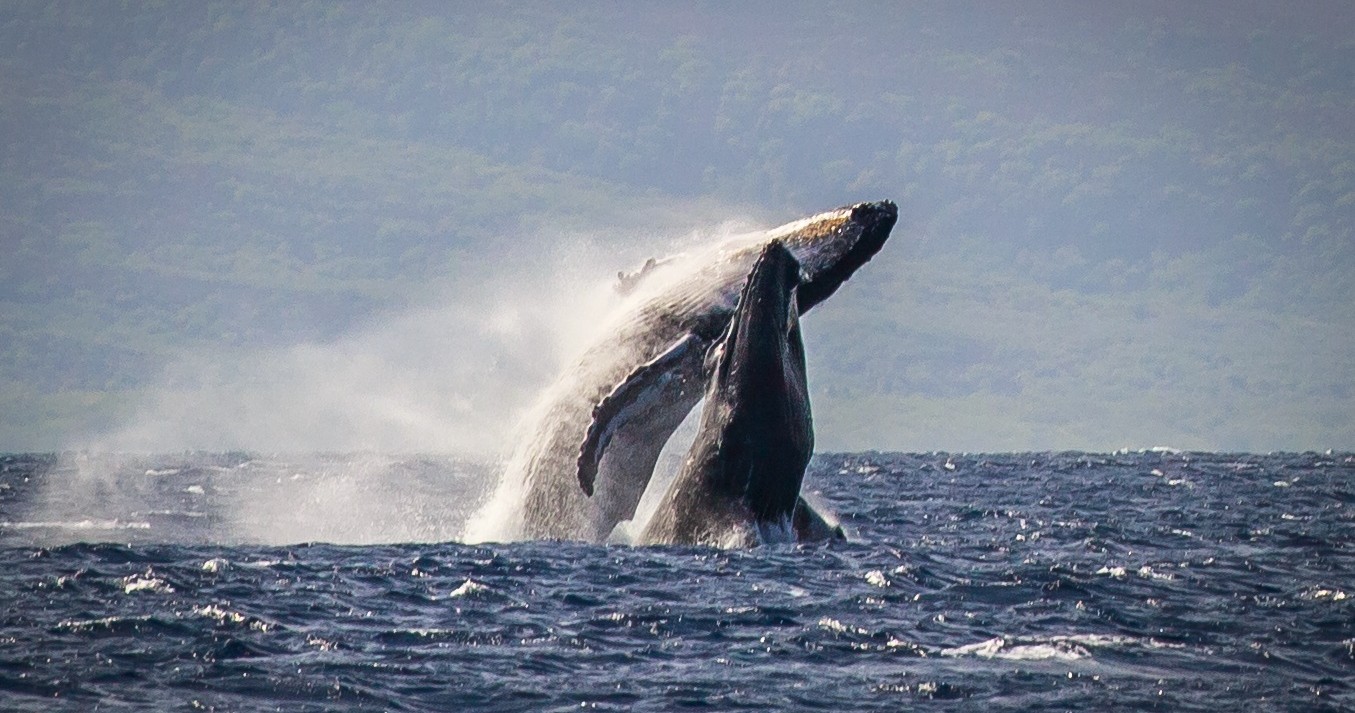Two whales breaching the water with splashes in the ocean against a misty mountainous backdrop.