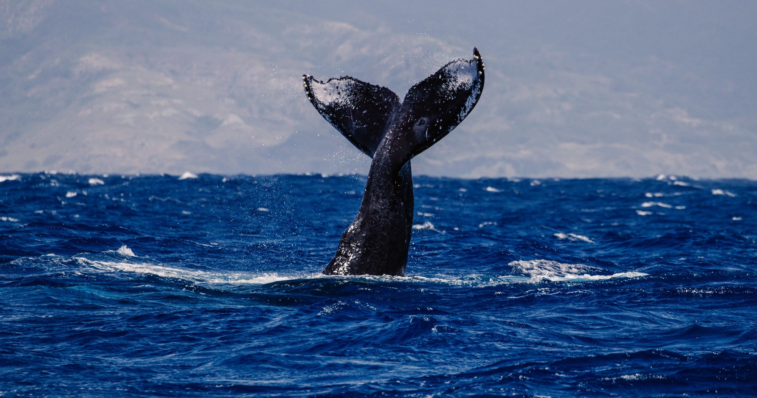 Whale tail rising from the ocean against a distant mountainous background.