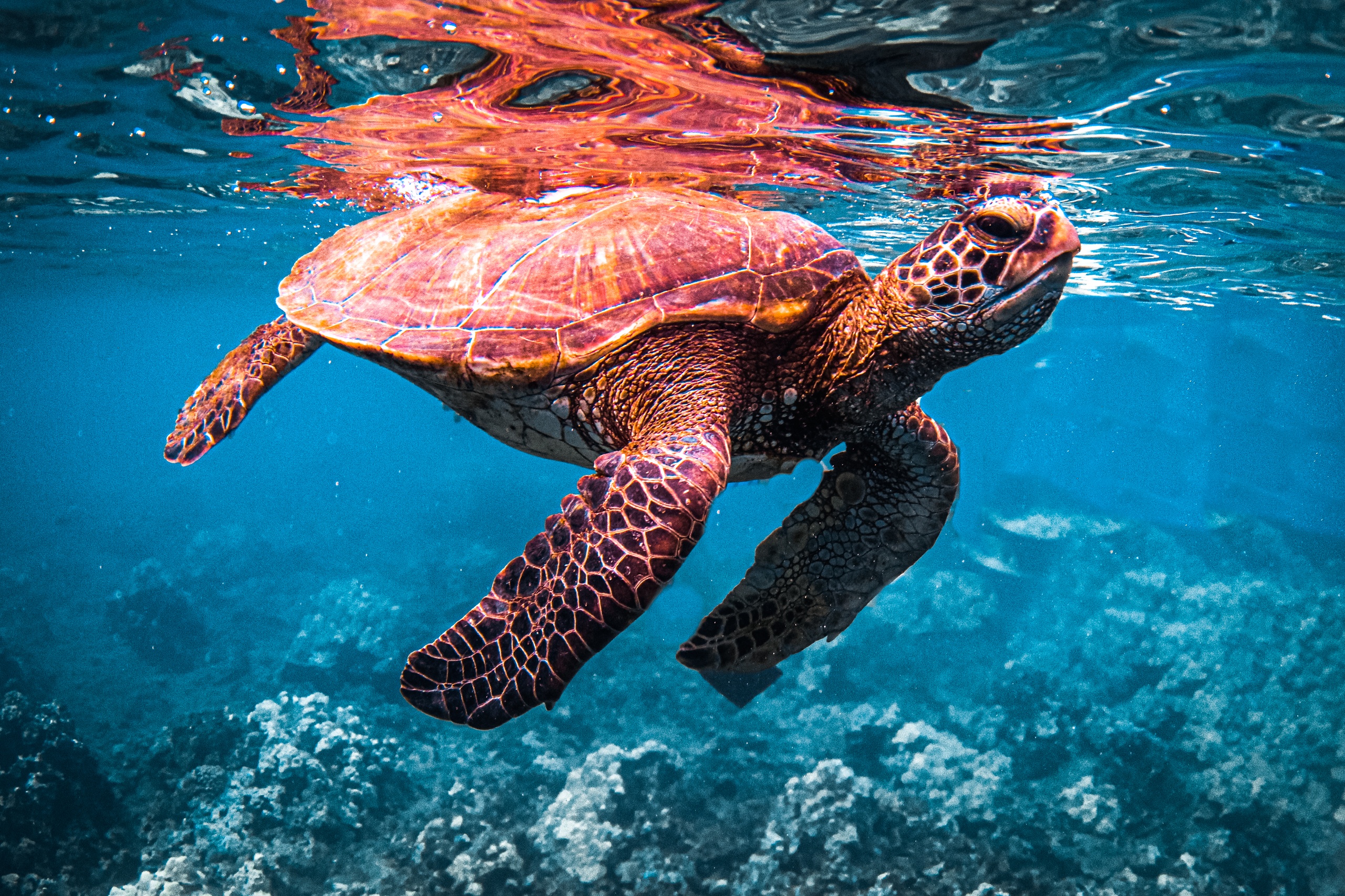 A sea turtle swimming near the ocean surface with coral below.