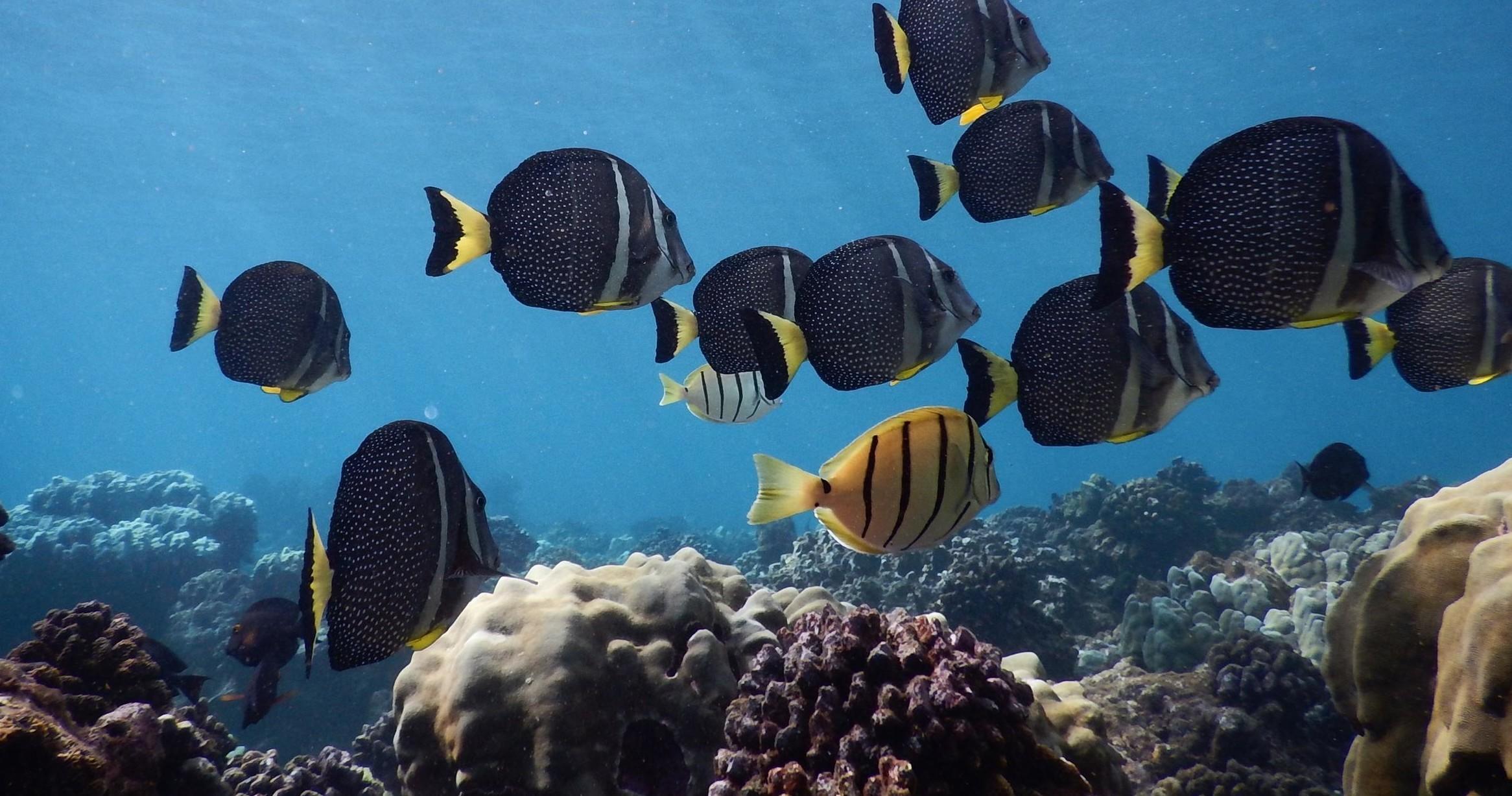 School of colorful tropical fish swimming over coral reef.