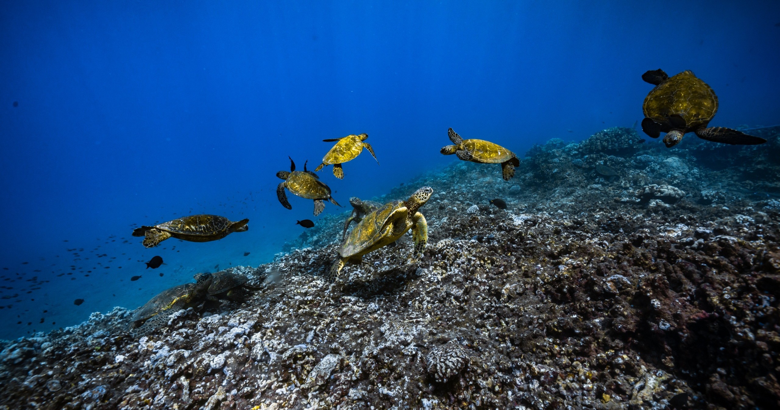 Group of sea turtles swimming over a coral reef in clear blue water.