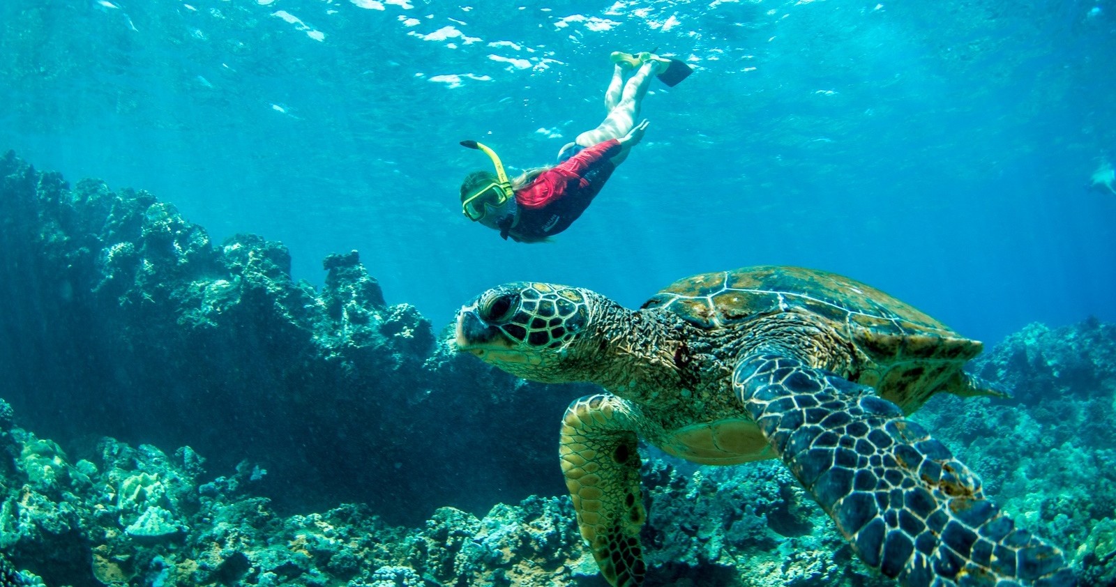 Person snorkeling underwater near a sea turtle in clear blue ocean.