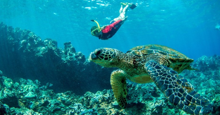 Person snorkeling underwater near a large sea turtle over a coral reef.