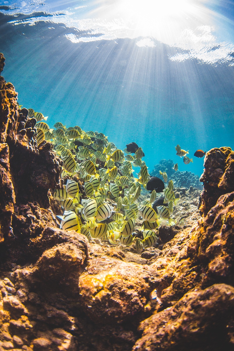 Underwater scene with sunlight and a school of striped fish swimming by coral.