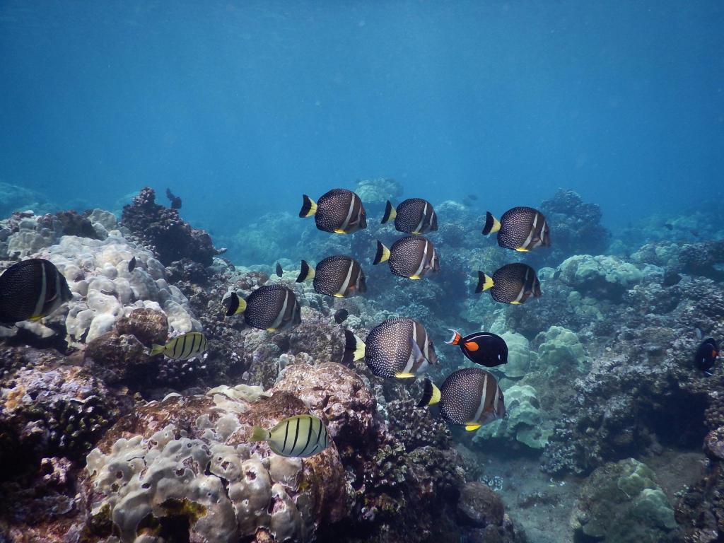 Fish swimming over a coral reef in clear blue water.