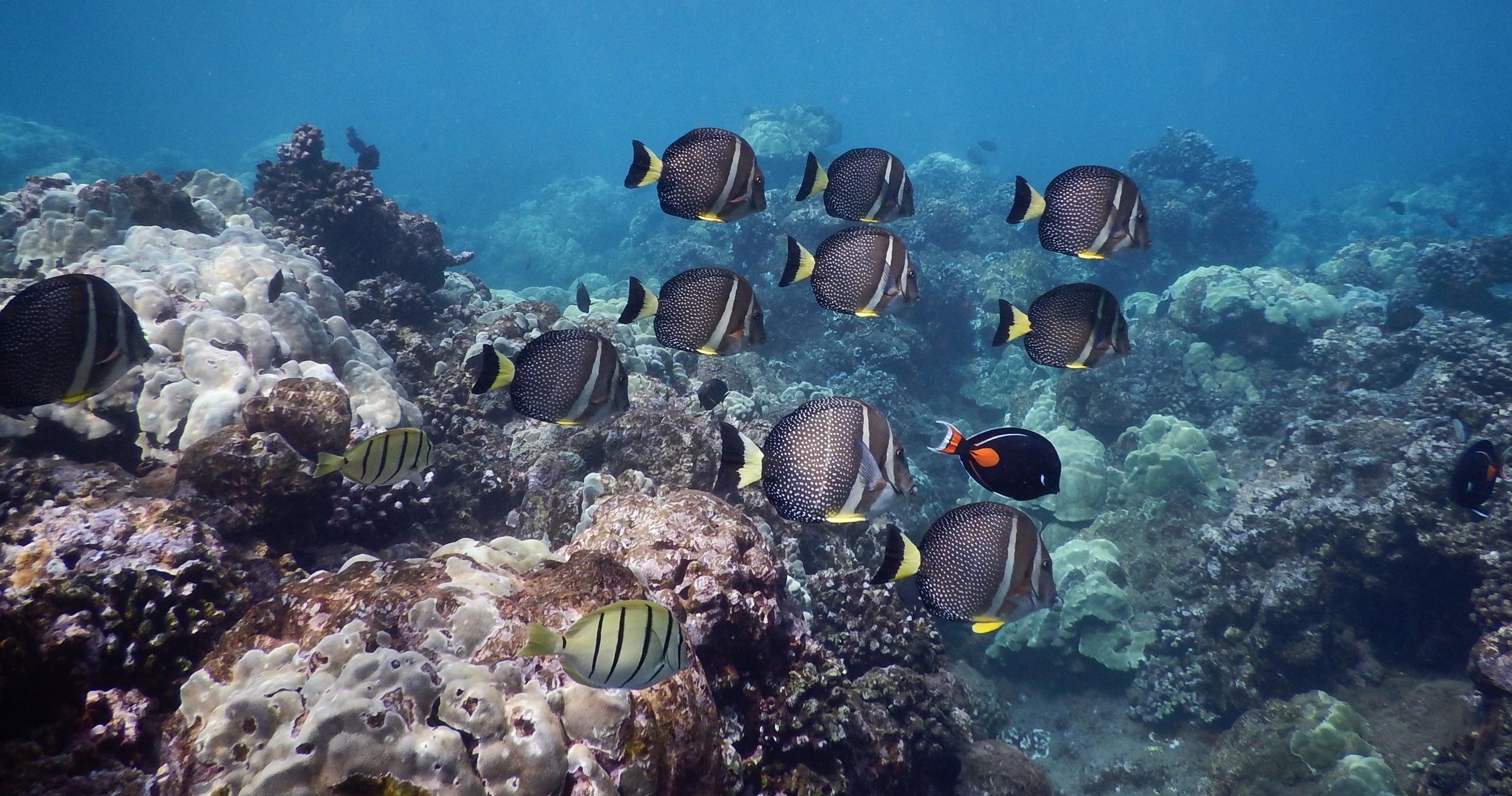 School of tropical fish swimming over colorful coral reef.