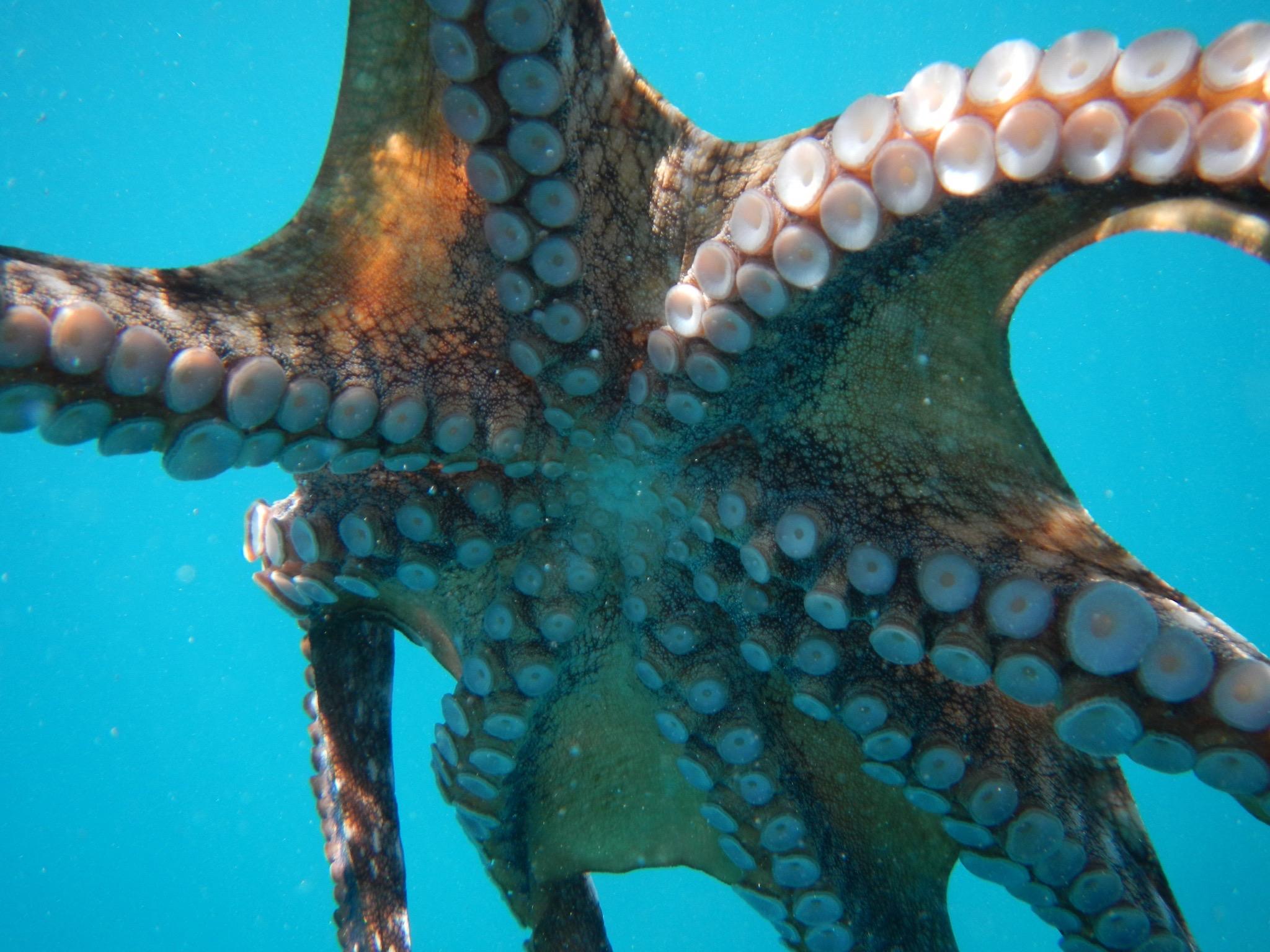 Underwater view of an octopus with visible tentacles and suction cups.