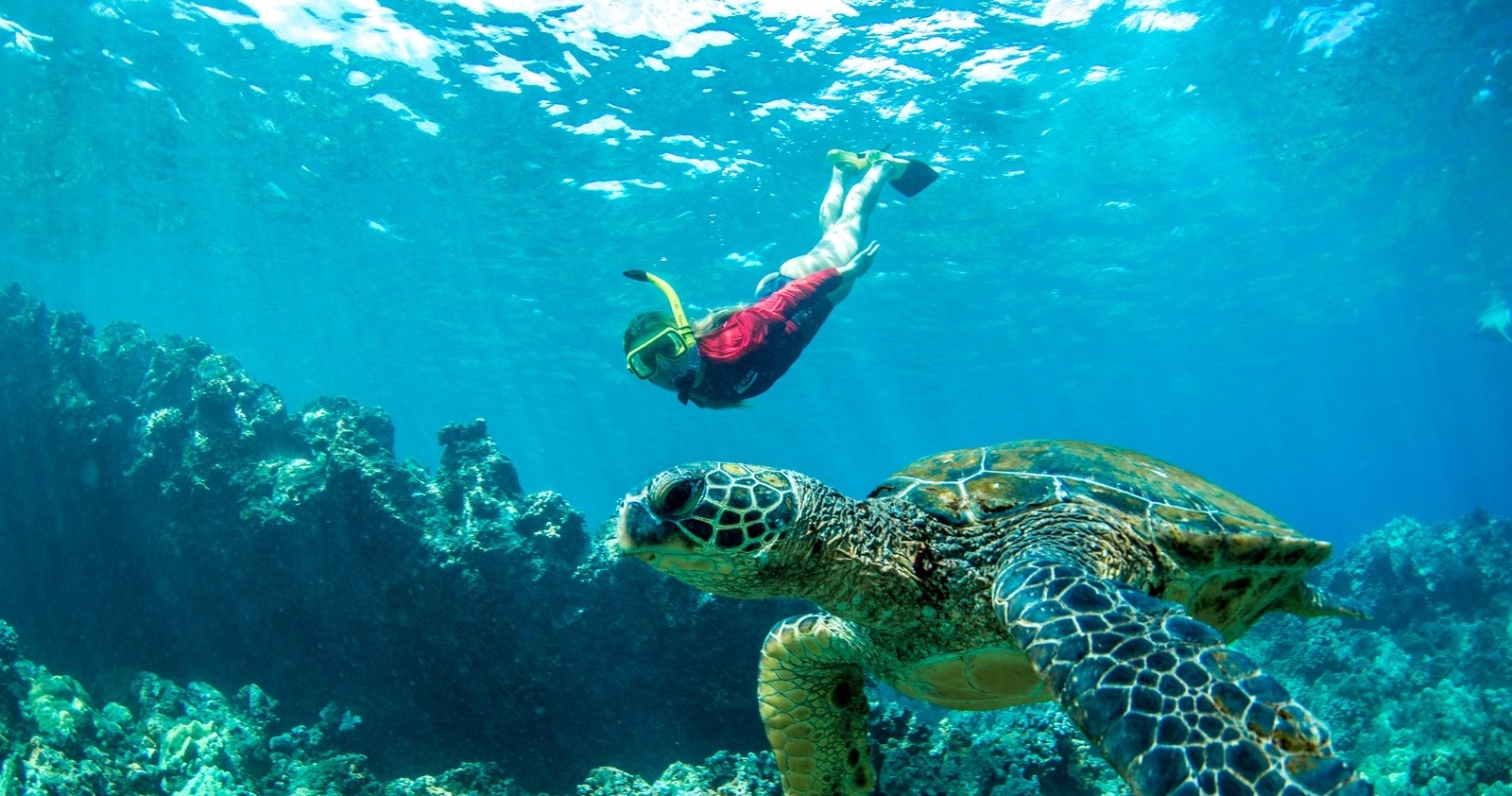 Person snorkeling near a sea turtle underwater with coral reefs.