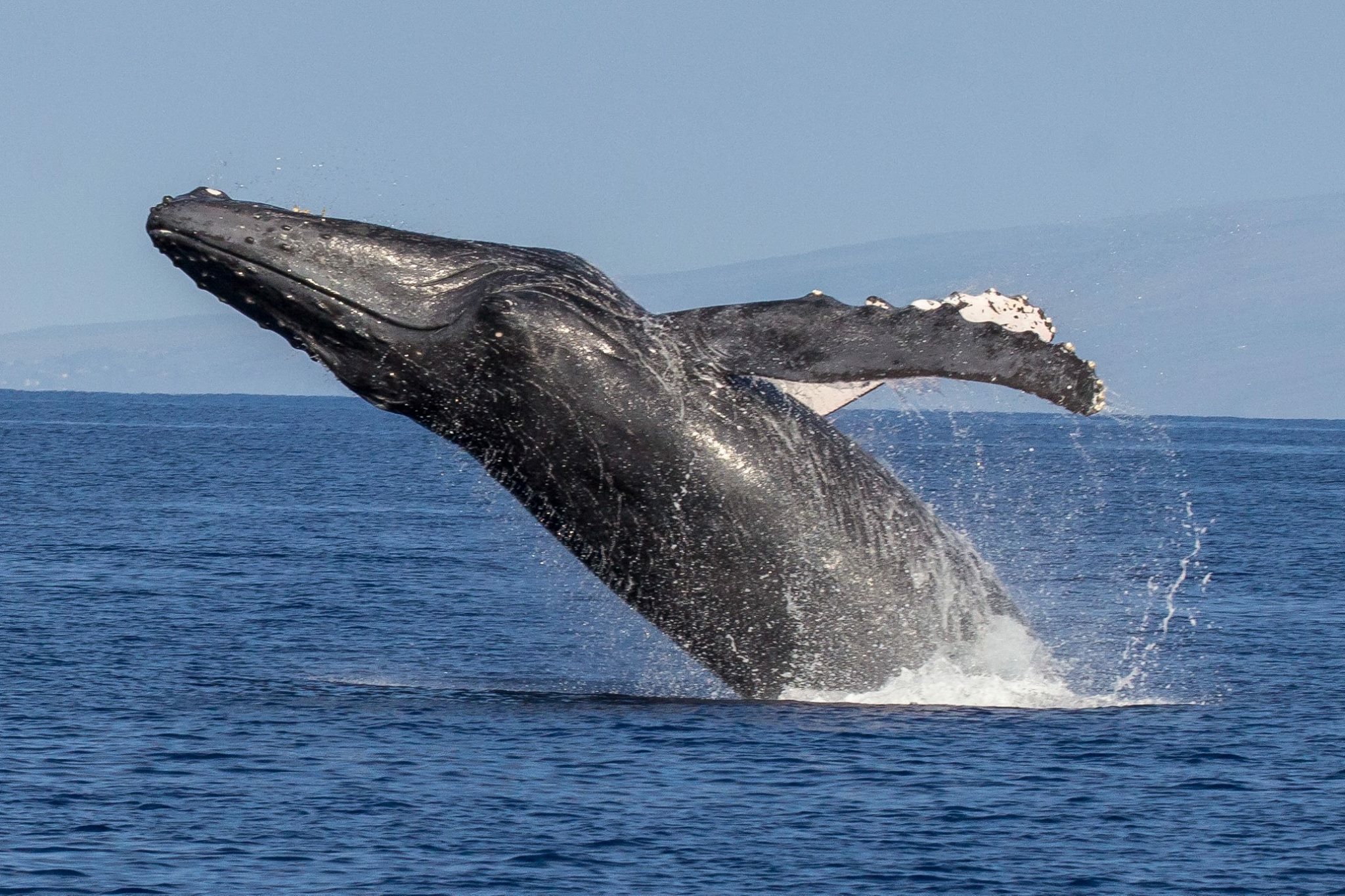 A whale breaching the surface of the ocean against a clear sky.