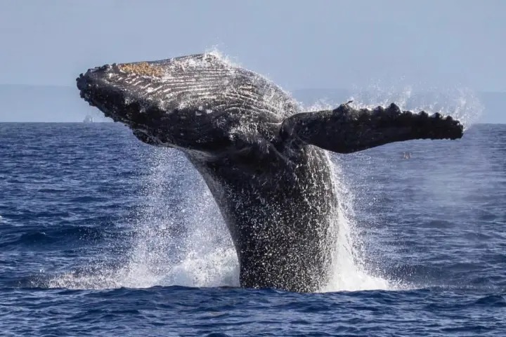Humpback whale breaching in open ocean, water splashing around.