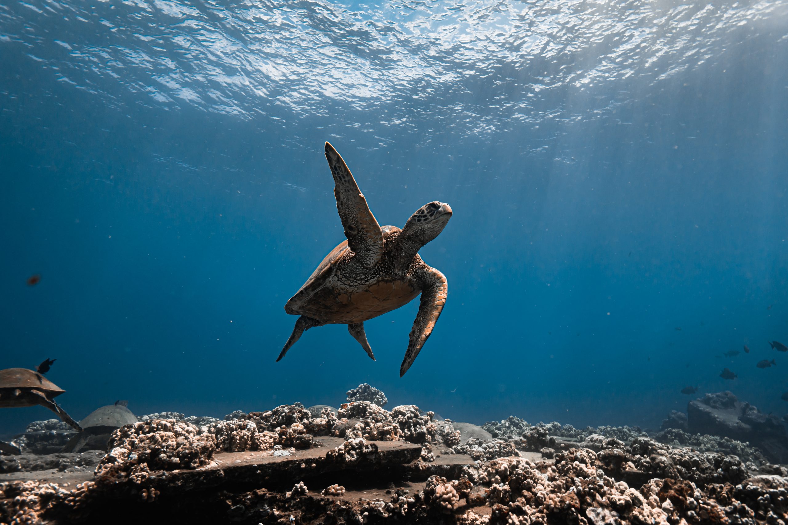 Sea turtle swimming over coral reef under sunlight in clear blue water.