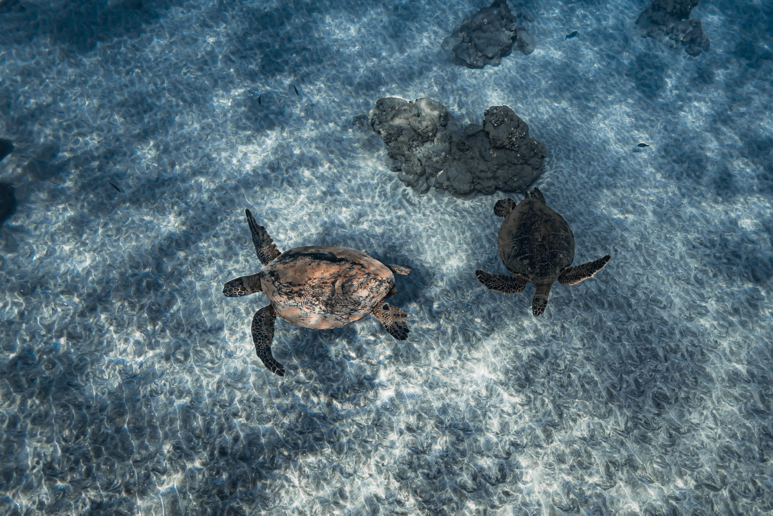 Two sea turtles swimming underwater over a sandy ocean floor.