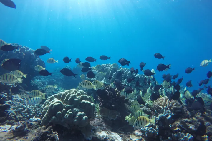 View of coral reef while snorkeling in Lahaina, Hawaii
