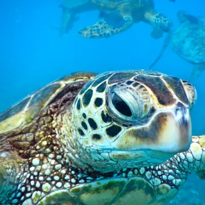 close up of turtle