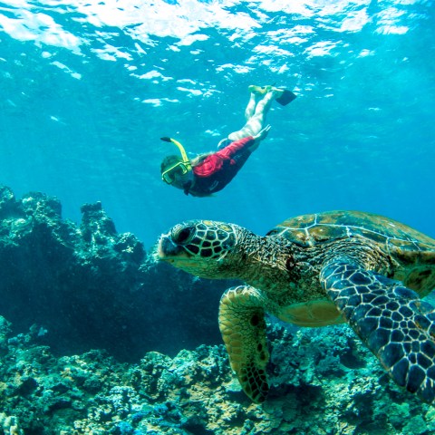 a turtle swimming under water