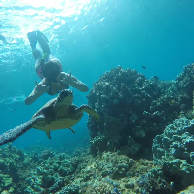 person snorkeling with turtle