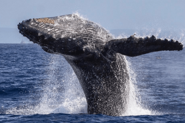 whale jumping on water