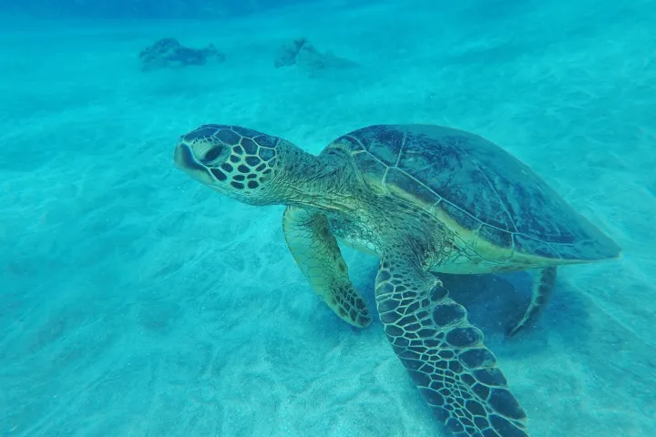 Turtle in water