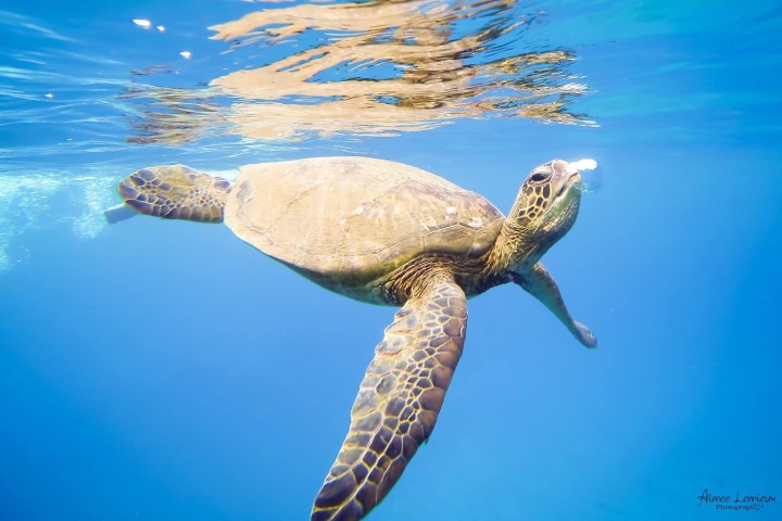 Turtle swimming in water