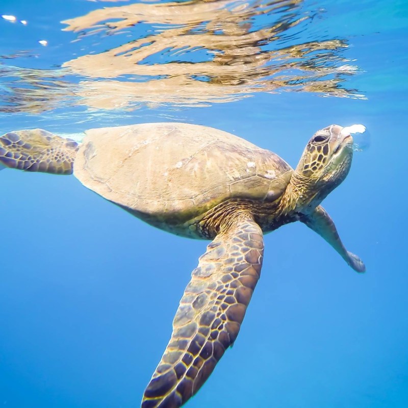 Turtle swimming in water