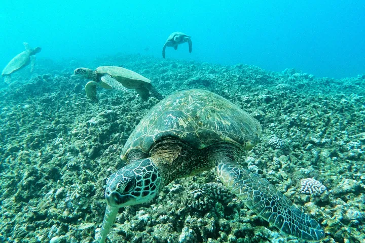 Turtles in water