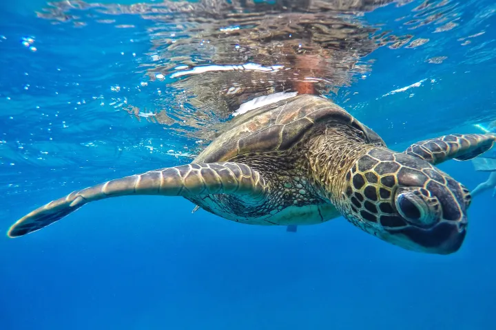 turtle in water