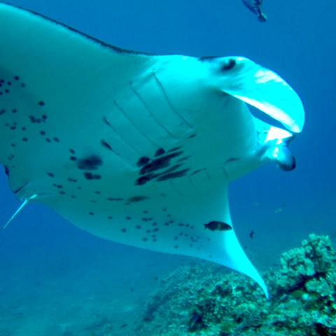 a fish swimming under water