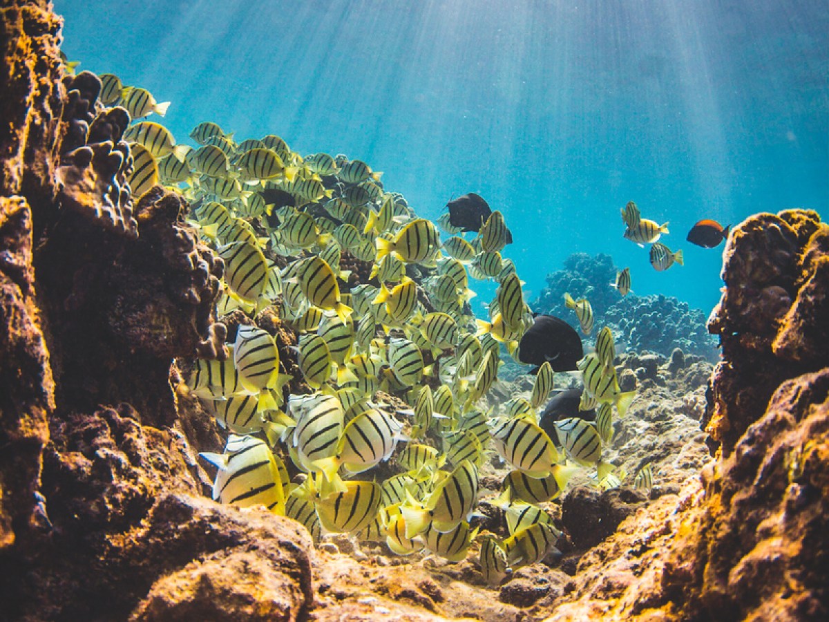 underwater view of a large rock