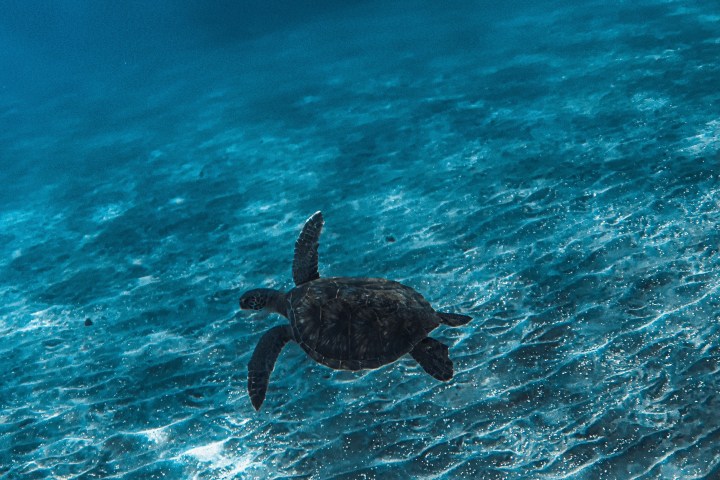 Sea turtle swimming underwater in clear blue ocean.